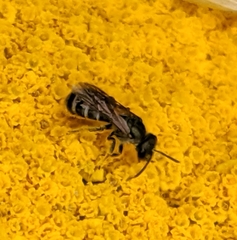 Halictus confusus