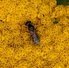 Halictus confusus