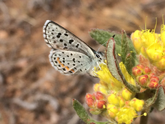 Euphilotes ancilla