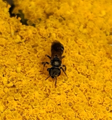 Halictus confusus
