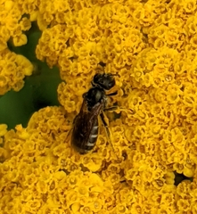 Halictus confusus