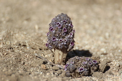 Pholisma arenarium