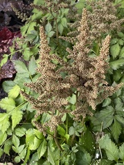 Astilbe japonica