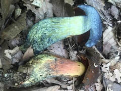 Boletus subluridellus