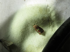 Noctueliopsis aridalis