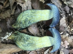 Boletus subluridellus