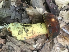 Boletus subluridellus