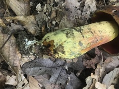 Boletus subluridellus