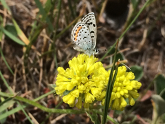 Euphilotes ancilla