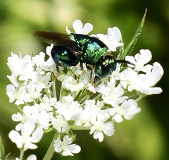 Perilampidae