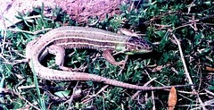 Lacerta strigata