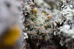 Mammillaria tezontle