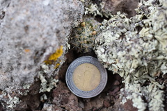 Mammillaria tezontle