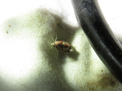 Noctueliopsis aridalis
