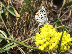 Euphilotes ancilla