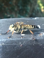 Promachus yesonicus