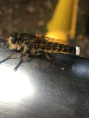 Promachus yesonicus