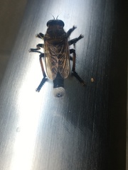 Promachus yesonicus