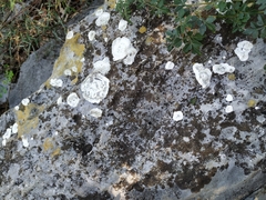 Lecanora marginata