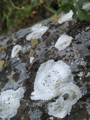 Lecanora marginata
