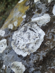 Lecanora marginata