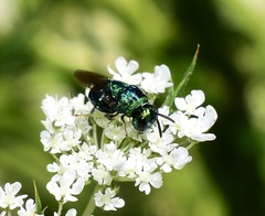 Perilampidae