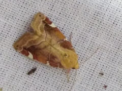 Cosmia diffinis