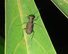 Cylindera holosericea