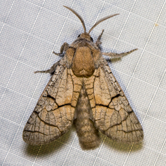 Miacora perplexa