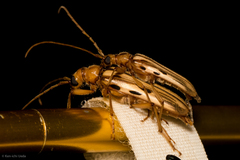 Ortholeptura valida