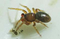 Opopaea