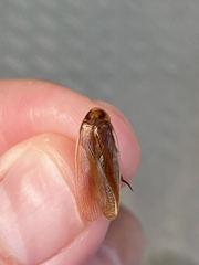 Ischnoptera bilunata