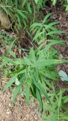 Solidago caesia caesia