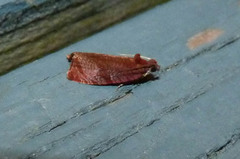 Evora hemidesma