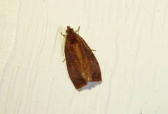 Evora hemidesma