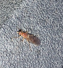 Ptecticus trivittatus