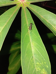 Cylindera holosericea