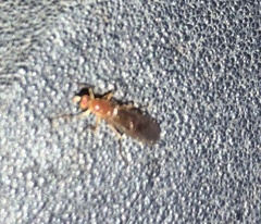 Ptecticus trivittatus