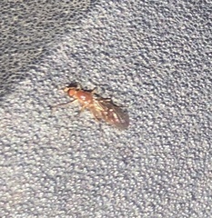 Ptecticus trivittatus