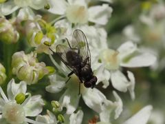 Limnophora maculosa