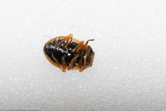 Anisosticta bitriangularis