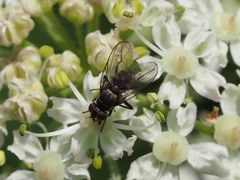 Limnophora maculosa