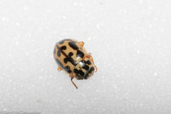 Anisosticta bitriangularis