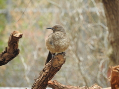 Toxostoma curvirostre