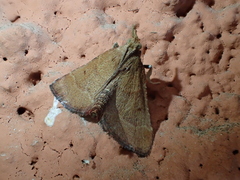 Stemmatophora vulpecalis