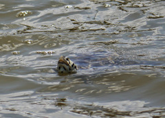 Malaclemys terrapin