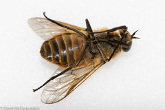 Pangoniinae