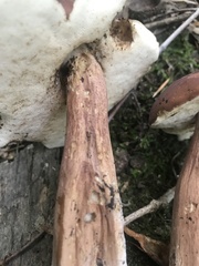 Tylopilus badiceps