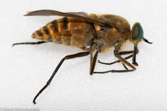 Pangoniinae