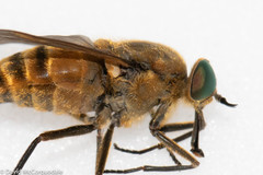 Pangoniinae